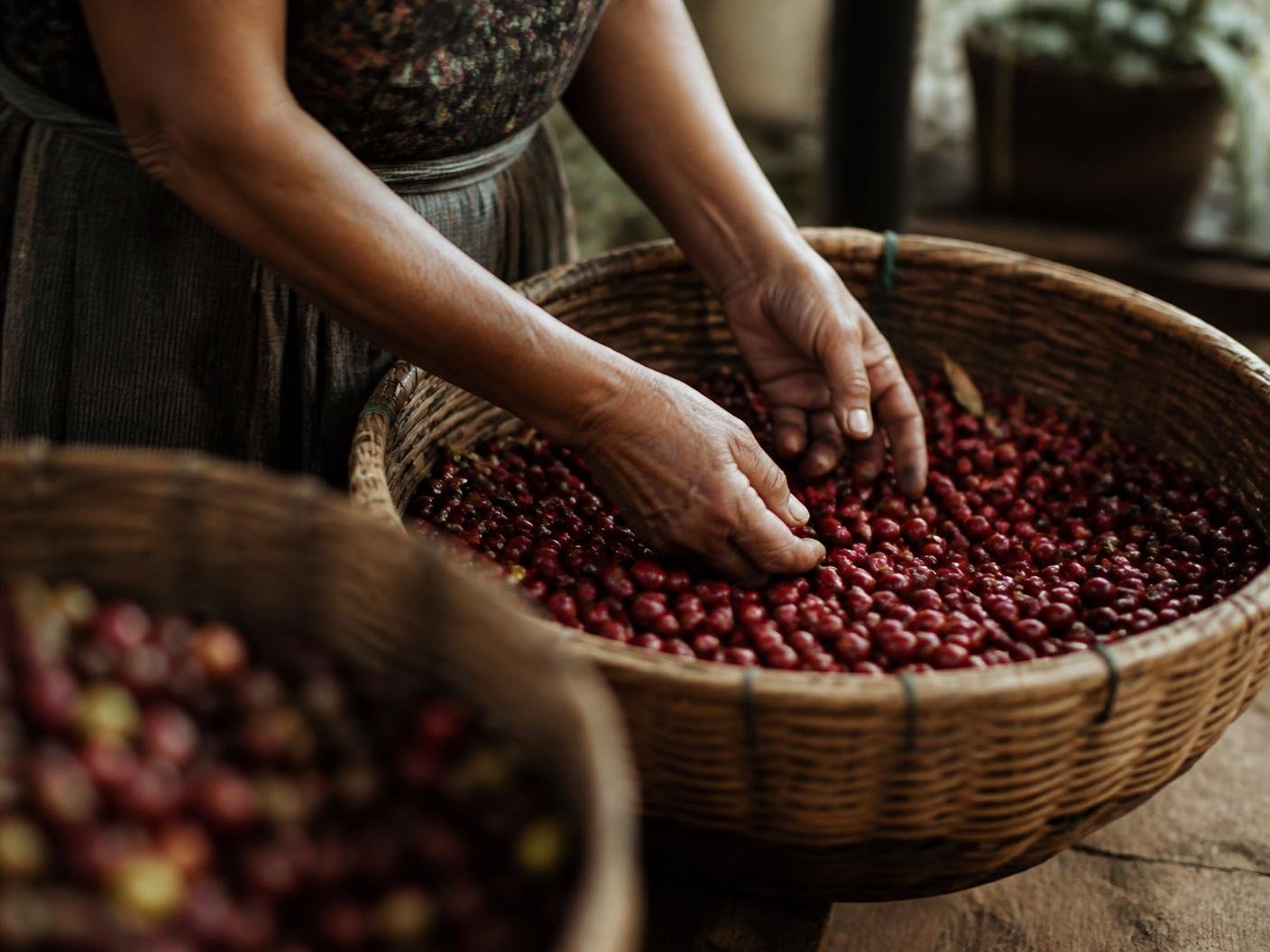Harvest week, from the picker's side
